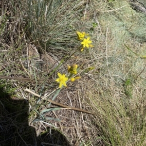 Bulbine glauca at Namadgi National Park - 17 Nov 2023