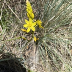 Bulbine glauca at Namadgi National Park - 17 Nov 2023 01:10 PM