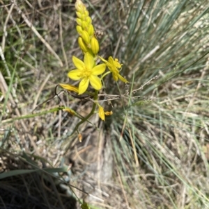 Bulbine glauca at Namadgi National Park - 17 Nov 2023 01:10 PM