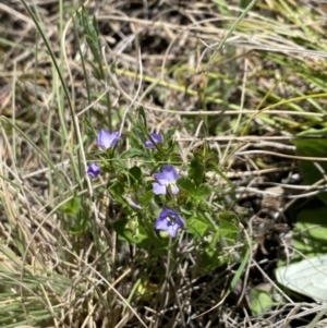 Veronica calycina at Namadgi National Park - 17 Nov 2023 01:23 PM