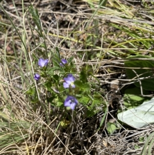 Veronica calycina at Namadgi National Park - 17 Nov 2023