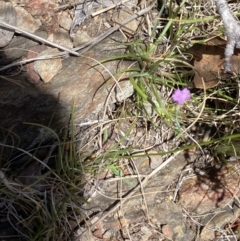 Petrorhagia sp. at Namadgi National Park - 17 Nov 2023 by Jubeyjubes