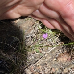 Petrorhagia sp. at Namadgi National Park - 17 Nov 2023