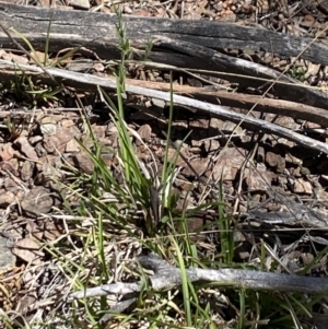 Cirphula pyrrhocnemis at Namadgi National Park - 17 Nov 2023