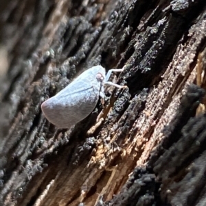 Anzora unicolor at Namadgi National Park - 17 Nov 2023