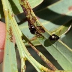 Alticini (tribe) (Unidentified flea beetle) at Namadgi National Park - 17 Nov 2023 by Jubeyjubes