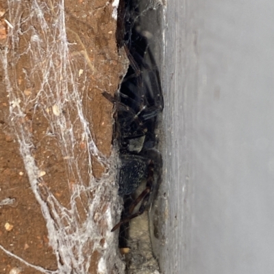 Badumna sp. (genus) (Lattice-web spider) at Aranda, ACT - 10 Nov 2023 by Jubeyjubes