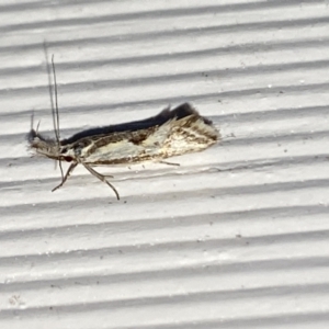 Thema macroscia at Aranda, ACT - 10 Nov 2023 07:44 PM