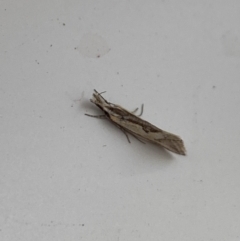 Thema macroscia at Aranda, ACT - 10 Nov 2023 07:44 PM