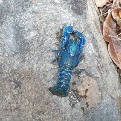 Unidentified Freshwater Crayfish at Lamington National Park - 8 Nov 2023 by Rixon