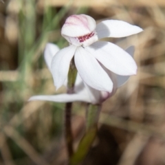 Caladenia alpina (Mountain Caps) at Namadgi National Park - 15 Nov 2023 by SWishart