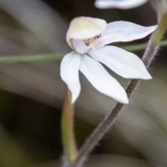 Caladenia alpina (Mountain Caps) at Namadgi National Park - 15 Nov 2023 by SWishart