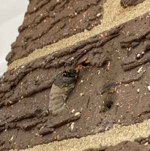 Sceliphron formosum at Aranda, ACT - 17 Nov 2023