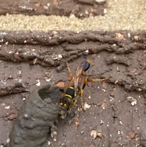 Sceliphron formosum at Aranda, ACT - 17 Nov 2023