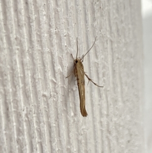 Stathmopoda (genus) at Aranda, ACT - 17 Nov 2023 05:58 PM