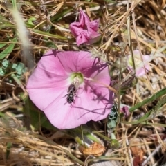 Lasioglossum (Chilalictus) sp. (genus & subgenus) (Halictid bee) at Budjan Galindji (Franklin Grassland) Reserve - 15 Nov 2023 by JenniM