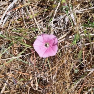 Lasioglossum (Chilalictus) sp. (genus & subgenus) at Undefined Area - 15 Nov 2023 02:05 PM