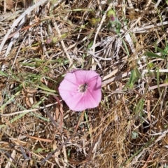 Lasioglossum (Chilalictus) sp. (genus & subgenus) at Franklin Grassland (FRA_5) - 15 Nov 2023 02:05 PM