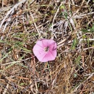 Lasioglossum (Chilalictus) sp. (genus & subgenus) at Franklin Grassland (FRA_5) - 15 Nov 2023