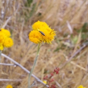 Dasytinae (subfamily) at Franklin Grassland (FRA_5) - 15 Nov 2023 01:14 PM