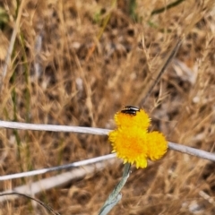 Dasytinae (subfamily) at Franklin Grassland (FRA_5) - 15 Nov 2023 01:14 PM