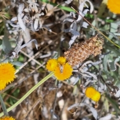 Tephritidae sp. (family) (Unidentified Fruit or Seed fly) at Budjan Galindji (Franklin Grassland) Reserve - 15 Nov 2023 by JenniM