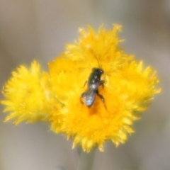 Chalcididae (family) (Unidentified chalcid wasp) at Budjan Galindji (Franklin Grassland) Reserve - 15 Nov 2023 by JenniM
