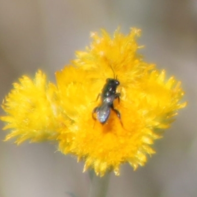 Chalcididae (family) (Unidentified chalcid wasp) at Budjan Galindji (Franklin Grassland) Reserve - 15 Nov 2023 by JenniM