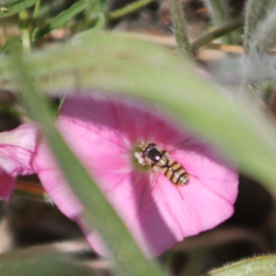 Simosyrphus grandicornis (Common hover fly) at Harrison, ACT - 15 Nov 2023 by JenniM