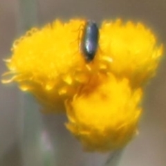 Dasytinae (subfamily) (Soft-winged flower beetle) at Harrison, ACT - 15 Nov 2023 by JenniM