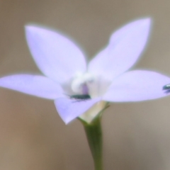 Dasytinae (subfamily) (Soft-winged flower beetle) at Harrison, ACT - 15 Nov 2023 by JenniM