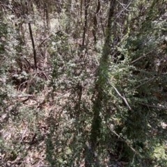 Coprosma quadrifida (Prickly Currant Bush, Native Currant) at Namadgi National Park - 7 Oct 2023 by Tapirlord