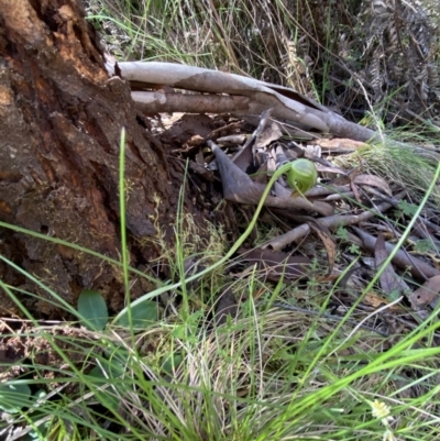 Pterostylis nutans (Nodding Greenhood) at Namadgi National Park - 7 Oct 2023 by Tapirlord