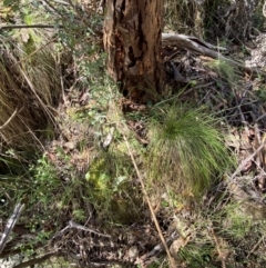 Pterostylis nutans at Namadgi National Park - suppressed