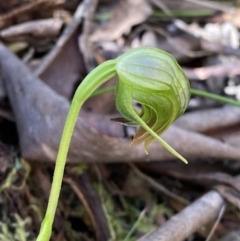 Pterostylis nutans at Namadgi National Park - suppressed