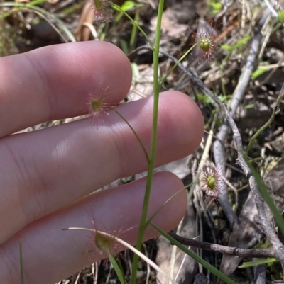 Drosera auriculata (Tall Sundew) at Namadgi National Park - 7 Oct 2023 by Tapirlord