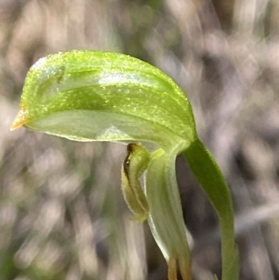 Bunochilus montanus (ACT) = Pterostylis jonesii (NSW) (Montane Leafy Greenhood) at Namadgi National Park - 7 Oct 2023 by Tapirlord