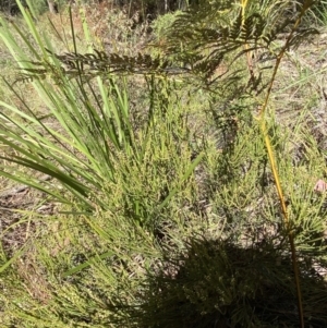 Choretrum pauciflorum at Namadgi National Park - 7 Oct 2023 02:20 PM