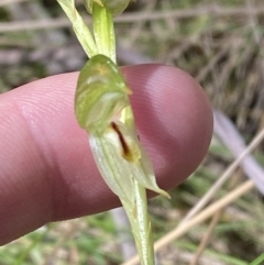 Bunochilus montanus (ACT) = Pterostylis jonesii (NSW) (Montane Leafy Greenhood) at Namadgi National Park - 7 Oct 2023 by Tapirlord