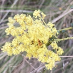 Acacia pravissima (Wedge-leaved Wattle, Ovens Wattle) at Namadgi National Park - 7 Oct 2023 by Tapirlord