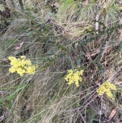 Acacia pravissima at Namadgi National Park - 7 Oct 2023 02:17 PM