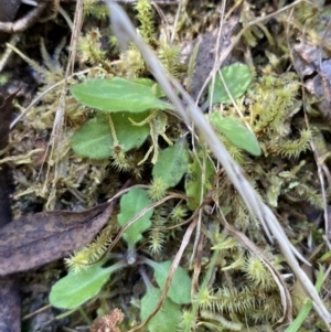 Lagenophora stipitata at Namadgi National Park - 7 Oct 2023