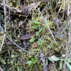 Lagenophora stipitata at Namadgi National Park - 7 Oct 2023