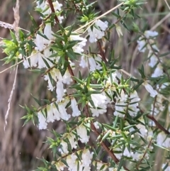 Leucopogon fletcheri subsp. brevisepalus (Twin Flower Beard-Heath) at Namadgi National Park - 7 Oct 2023 by Tapirlord