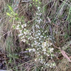 Leucopogon fletcheri subsp. brevisepalus at Namadgi National Park - 7 Oct 2023