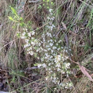 Styphelia fletcheri subsp. brevisepala at Namadgi National Park - 7 Oct 2023 02:14 PM