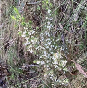 Styphelia fletcheri subsp. brevisepala at Namadgi National Park - 7 Oct 2023 02:14 PM