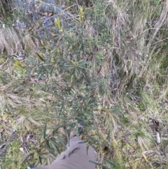 Hovea asperifolia subsp. asperifolia at Namadgi National Park - 7 Oct 2023