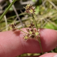 Luzula meridionalis (Common Woodrush) at Namadgi National Park - 7 Oct 2023 by Tapirlord