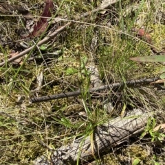 Luzula meridionalis at Namadgi National Park - 7 Oct 2023 02:12 PM